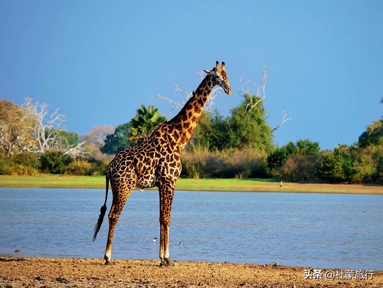 跟随“中国狮子王”，到坦桑看绝色非洲