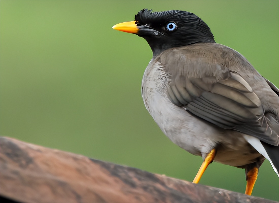 八哥鸟十大禁忌食物,八哥都可以吃什么