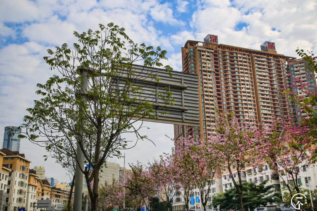 深圳有个什么富裕村,深圳有个村很出名