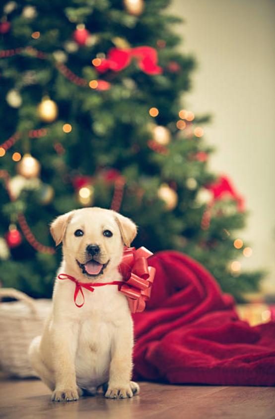 拉布拉多跟金毛对比优点及缺点,拉布拉多犬的优点和缺点300字