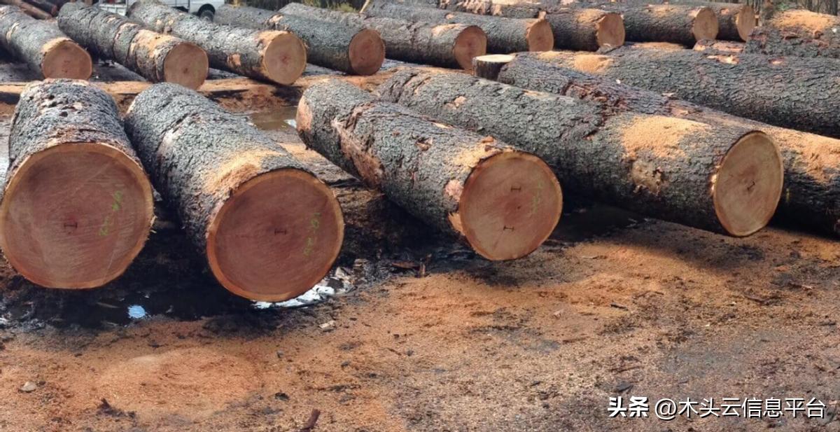 澳大利亚木材能进中国了吗,中国向澳大利亚出口木材