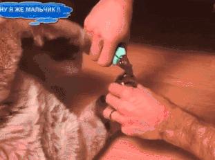 瑞士猫和俄罗斯猫,俄罗斯猫西伯利亚猫