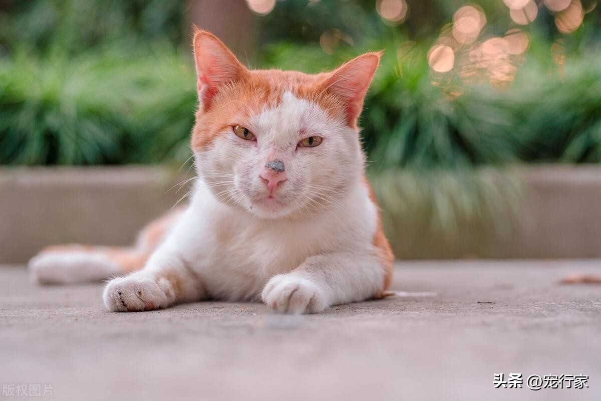 猫咪屁股痒痒,猫咪屁股特别湿是怎么回事