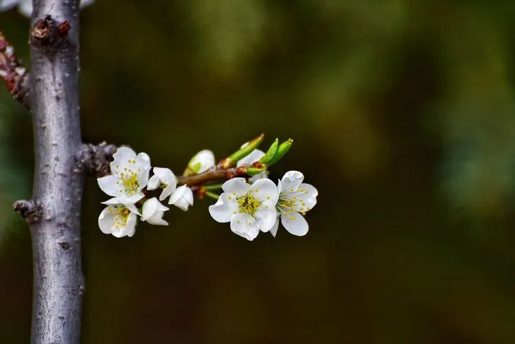 李花诗句经典名句,李花古诗词