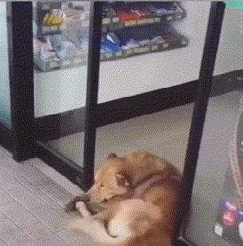 女朋友说她不能穿比较紧的衣服，我瞬间就懂了，效果原来是这样的