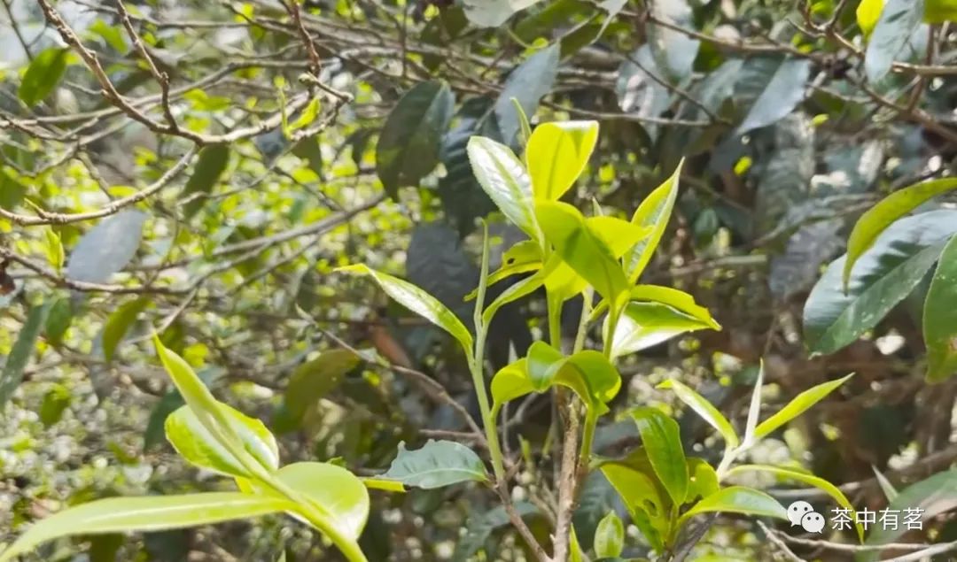 冰岛糯伍寨古树茶价格,冰岛糯伍古树茶特点