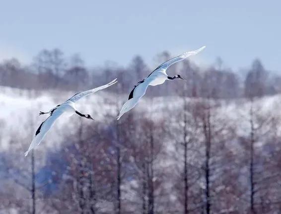 学会释然是治愈心疾的良方,疗愈心灵的学会宽恕的书