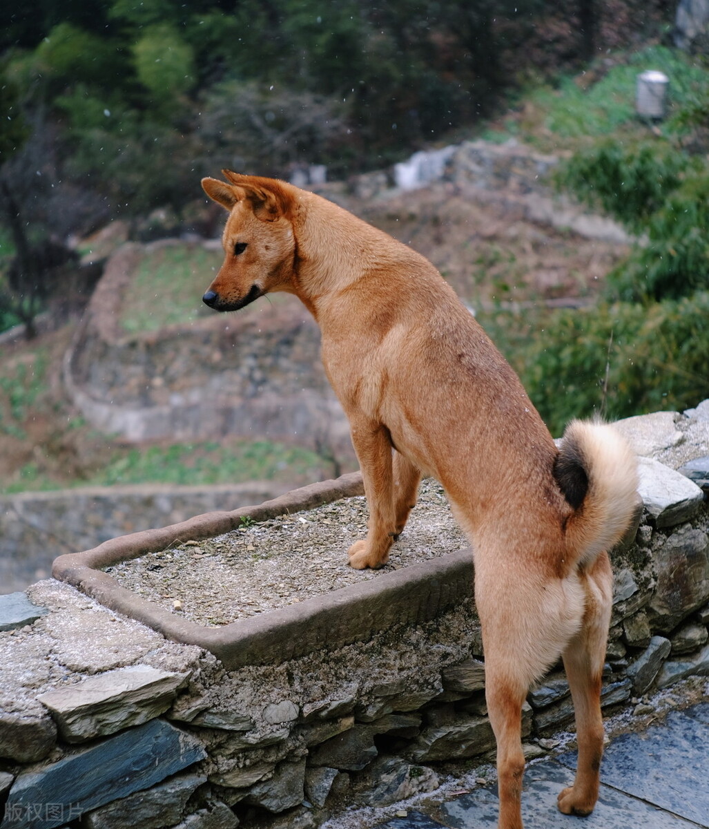可爱的小狗一般卖多少块钱,小狗卖多少钱一只可爱不咬人