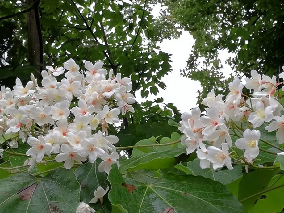 飞花令中读诗词23,飞花令梧桐