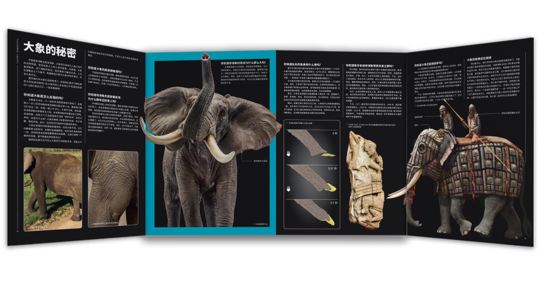 近距离接触大象了解大象,爱大象的原因