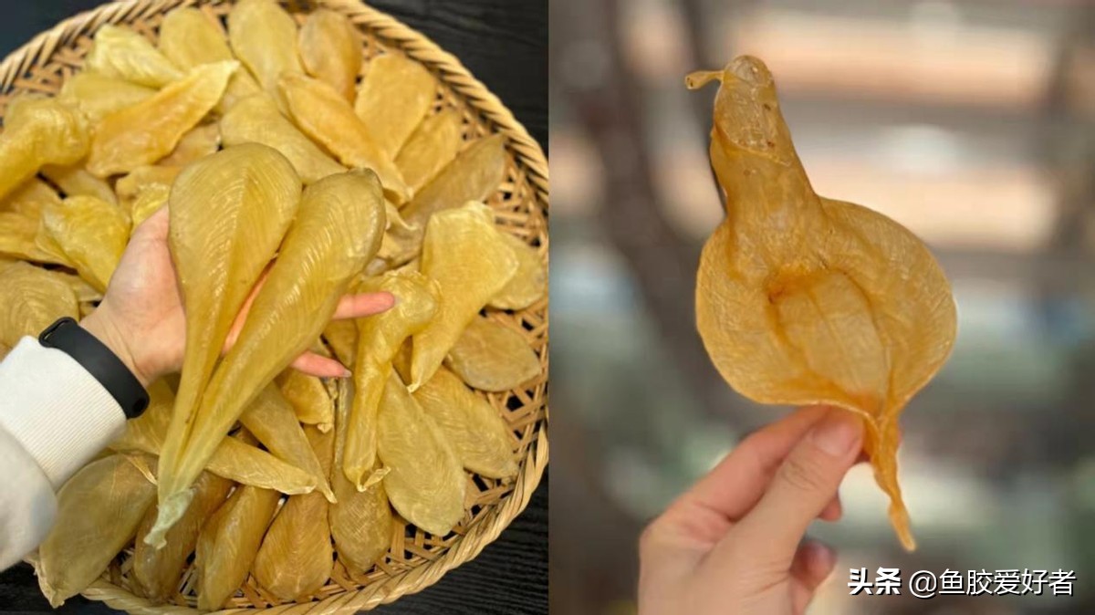 鱼胶养殖好还是野生的好,养殖的鱼胶没什么效果吗