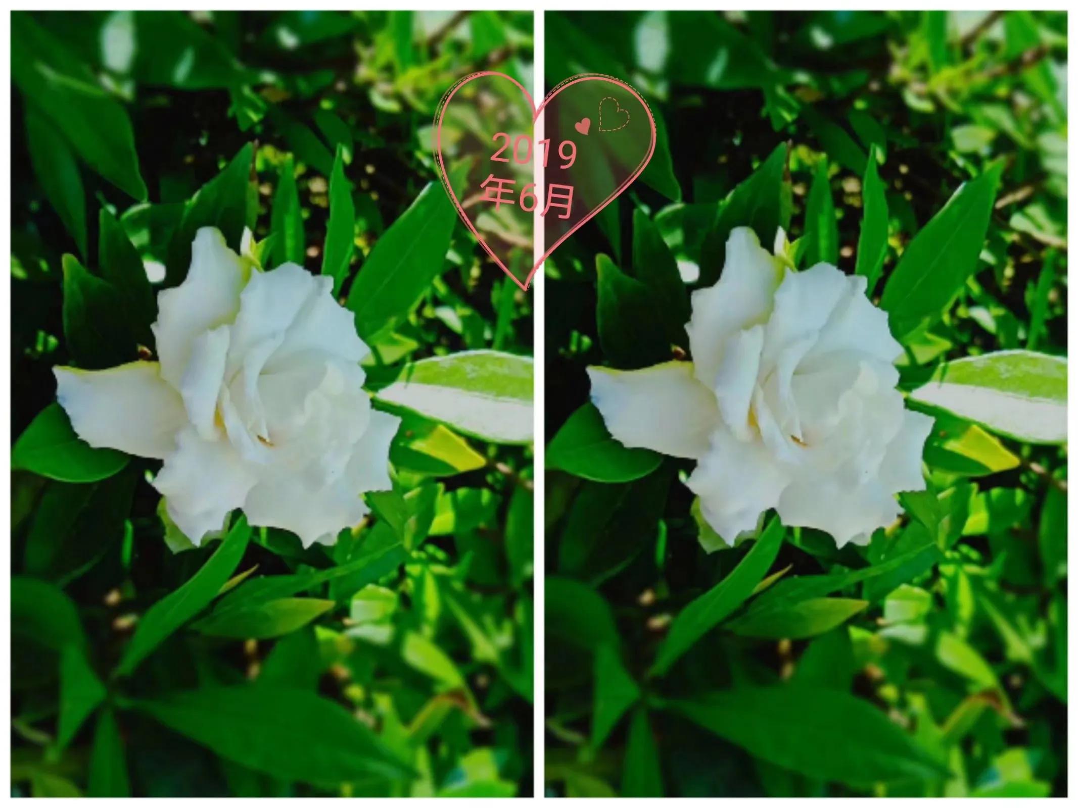 四年栀花开，我们终究离别