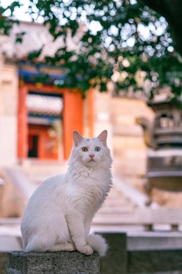 猫咪视力不是很好才对吗,猫咪视力会下降吗