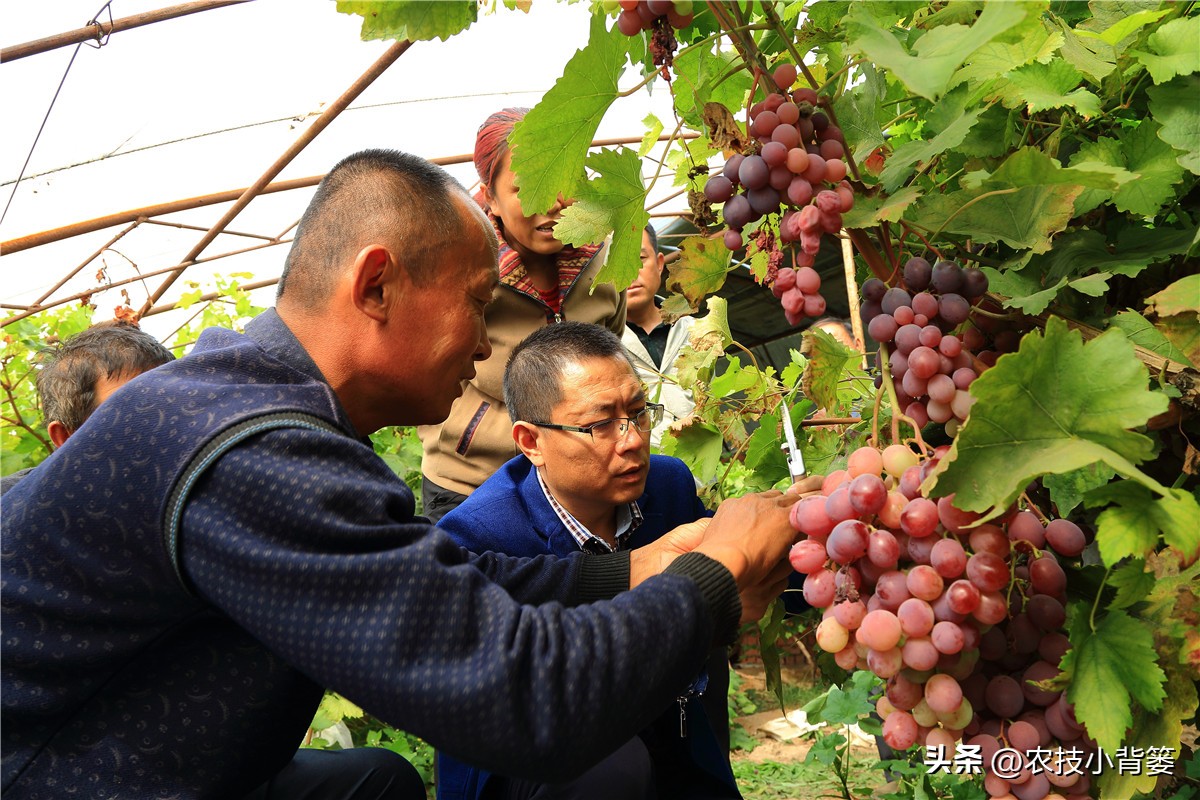 农作物缺钙补充什么肥料,为什么钙肥补了问题还是很多