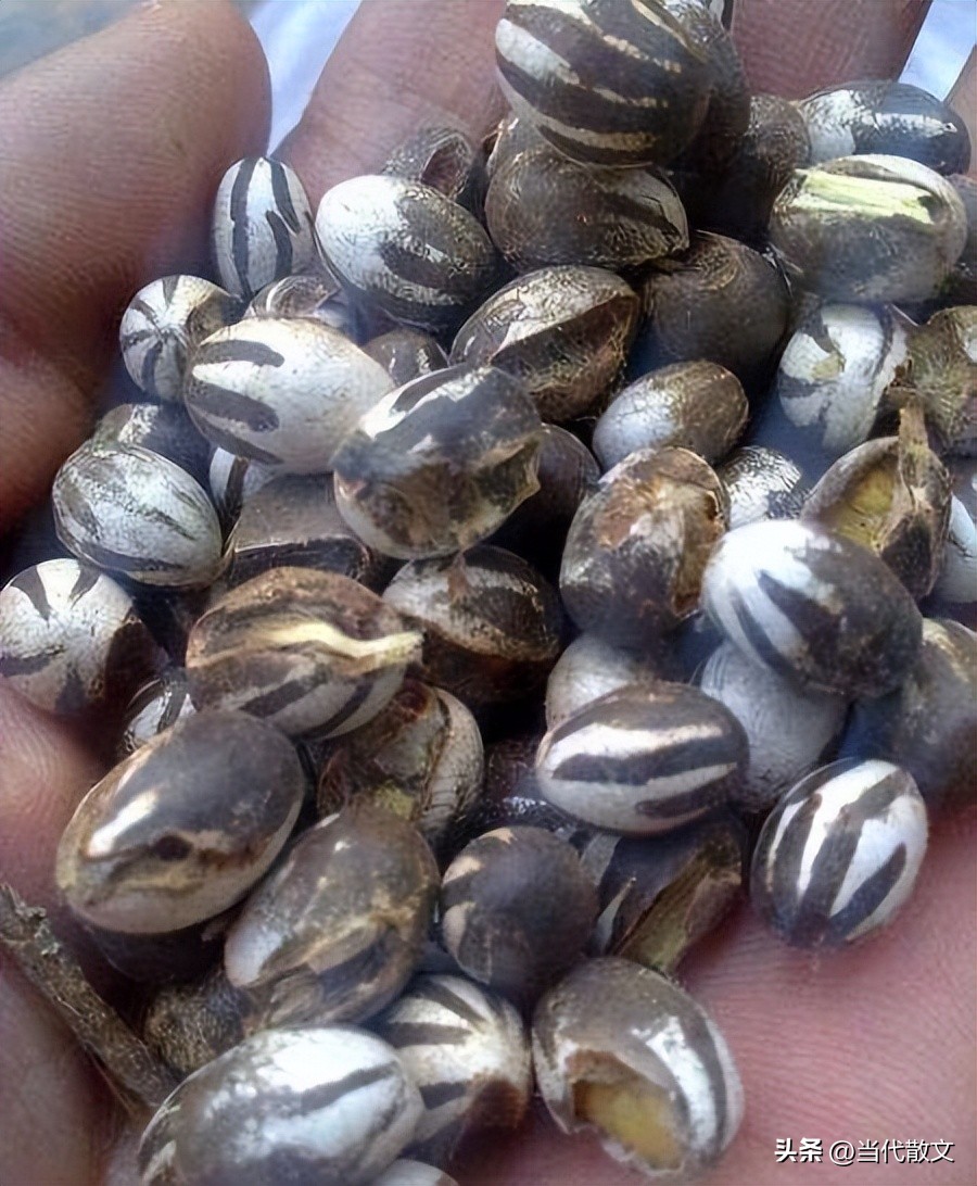 八角罐子用法,八角塑料罐子