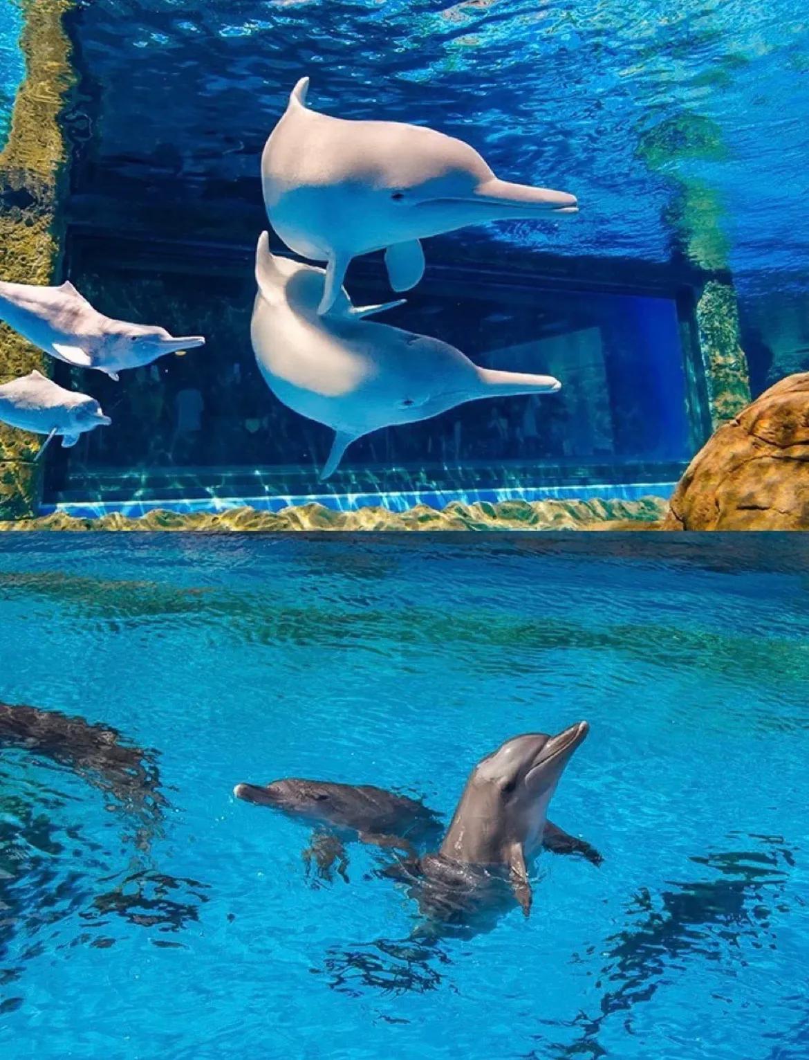 广州长隆和珠海长隆哪个值得去,广州长隆和珠海长隆的区别是什么