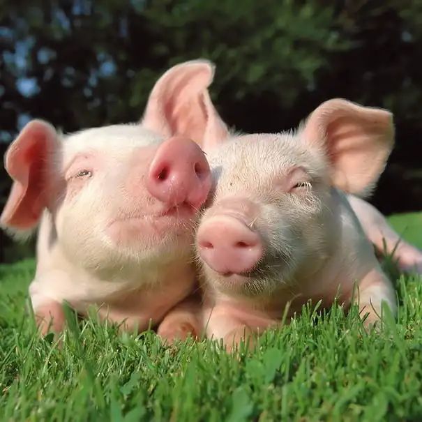 猪身上有红疙瘩是什么病怎么治疗,猪身上起红疙瘩是什么病怎么治疗