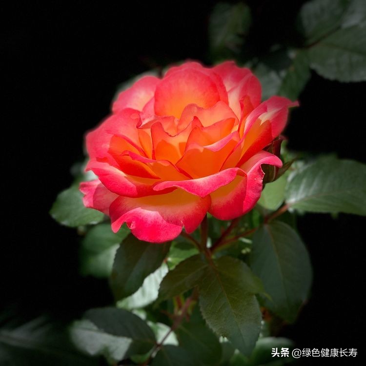 世界花园风景,世界花园