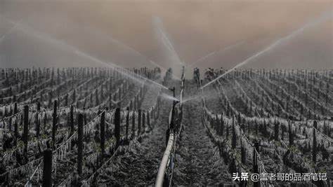 夏布利chablis葡萄酒,莫斯卡托桃红葡萄酒餐酒搭配