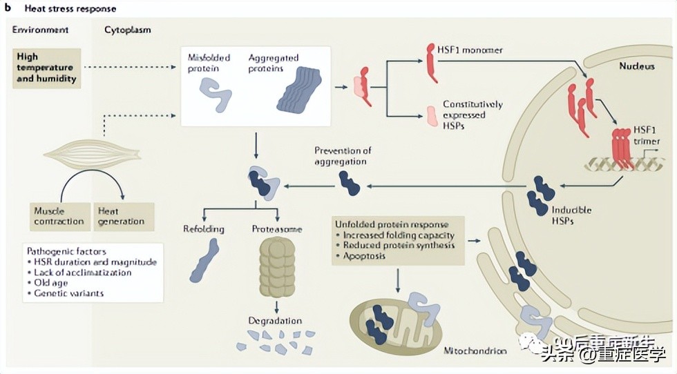 简述重症中暑三种类型的区别,中暑类型有哪三种类型
