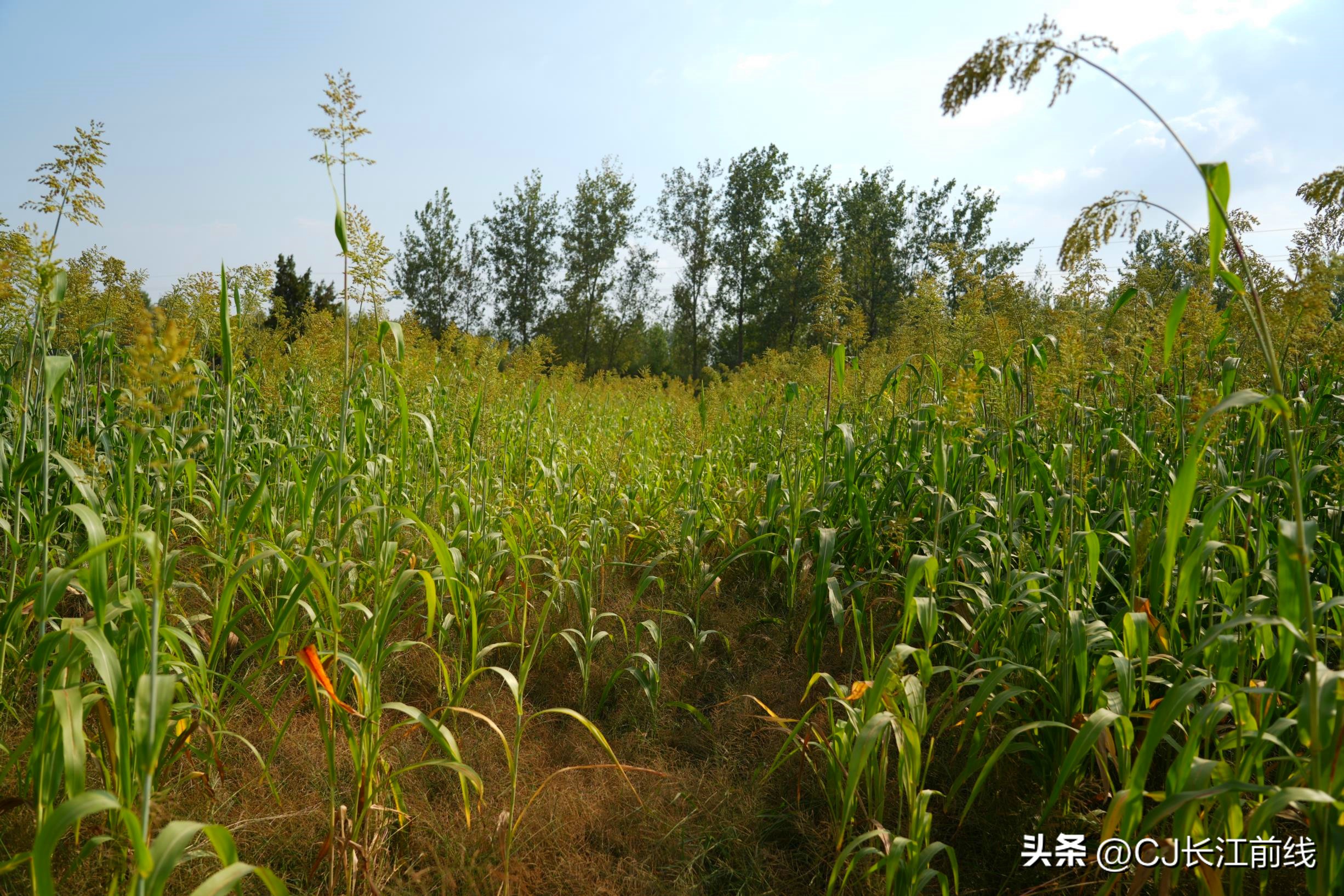 正宗红高粱图片,最火的红高粱