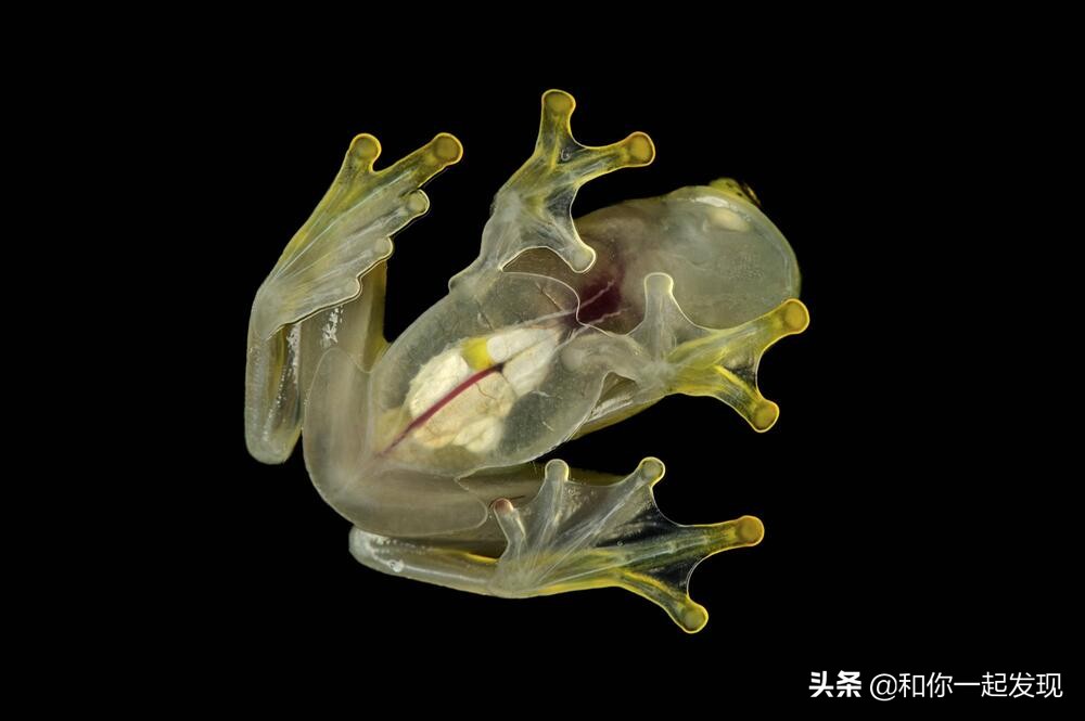 青蛙透明血管,青蛙有无血管