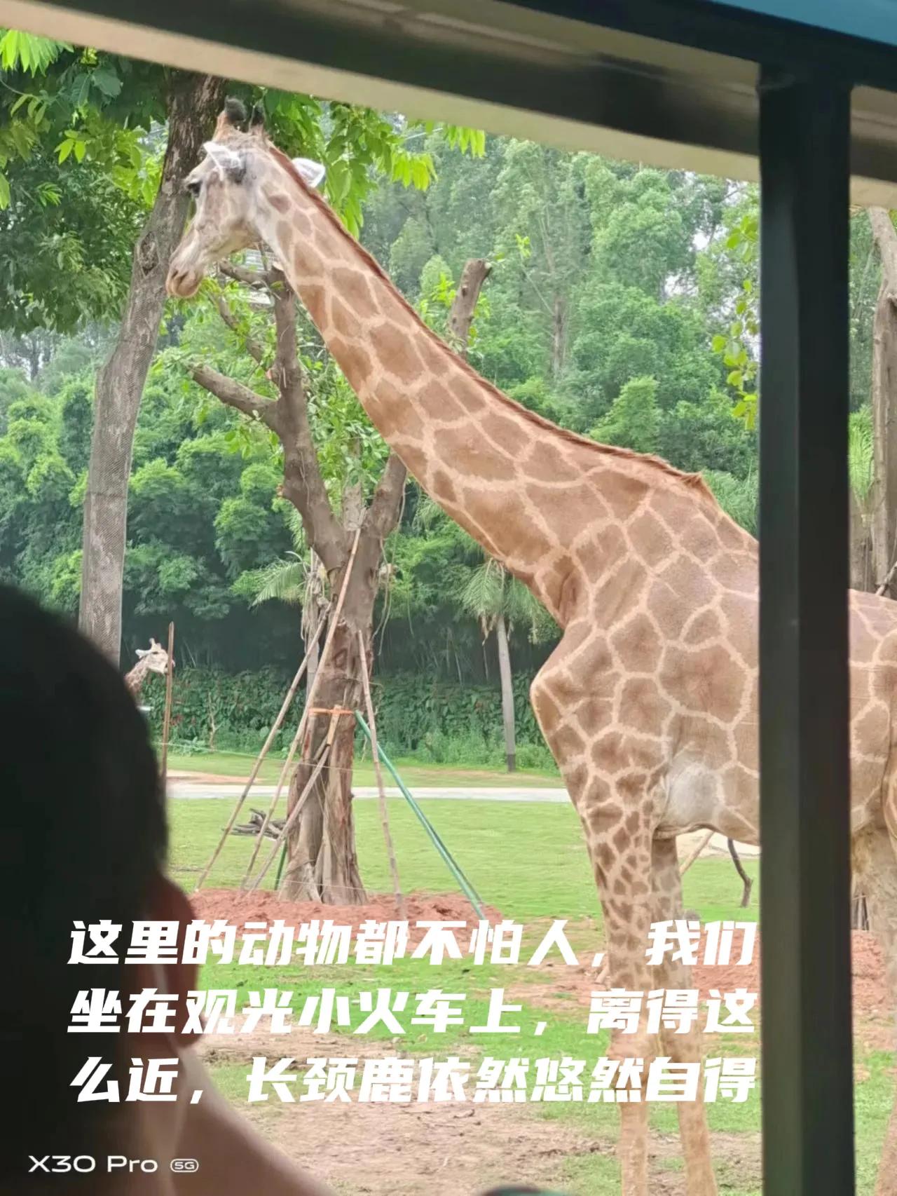 带娃去广州长隆动物园一天门票,带娃游广州长隆野生动物园