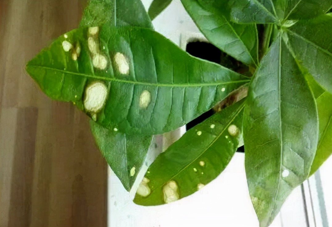 发财树病虫害图解大全,发财树都有哪些病虫害