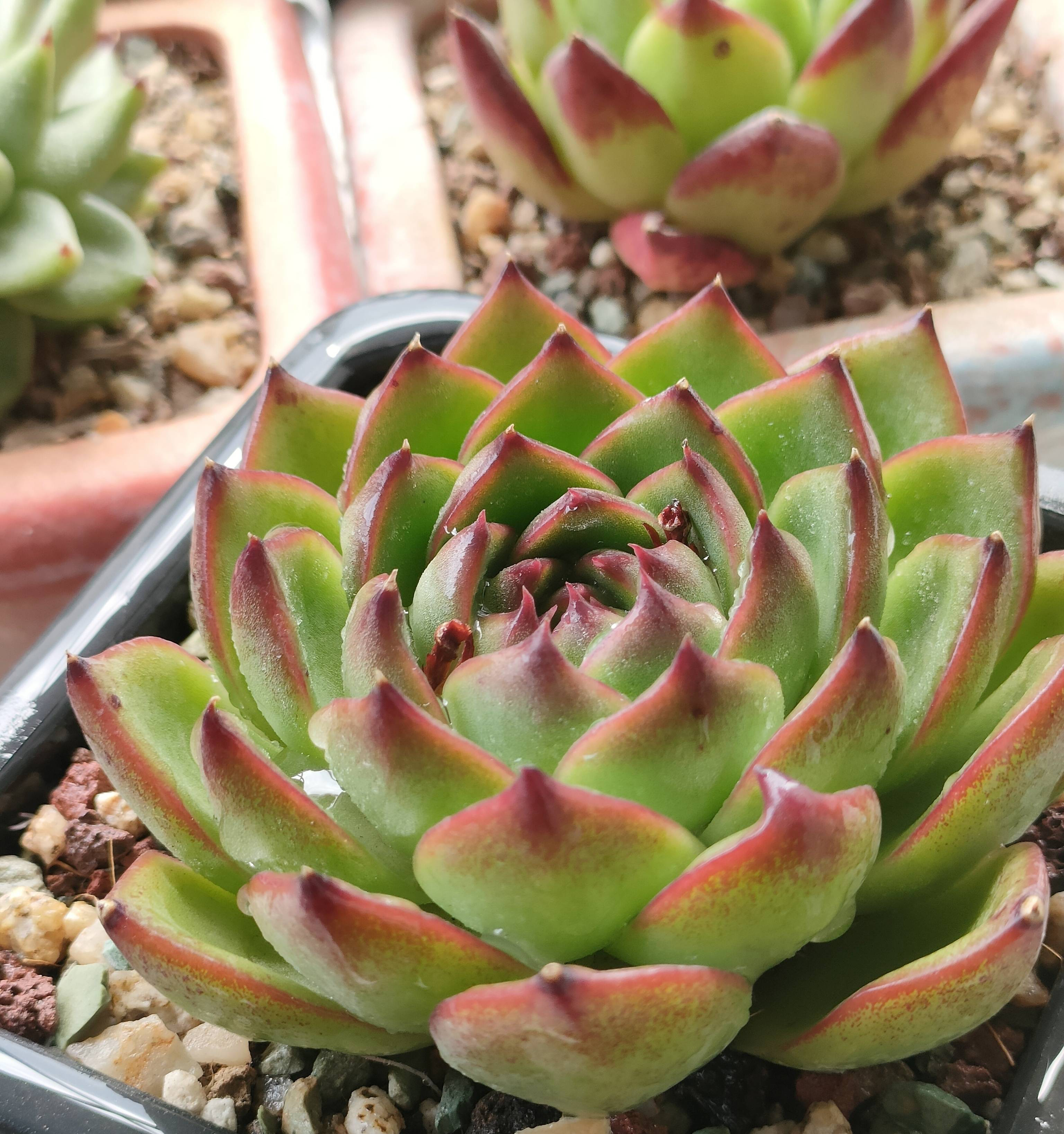 养多肉最简单的方法,多肉怎么养才能长得快又好还好看