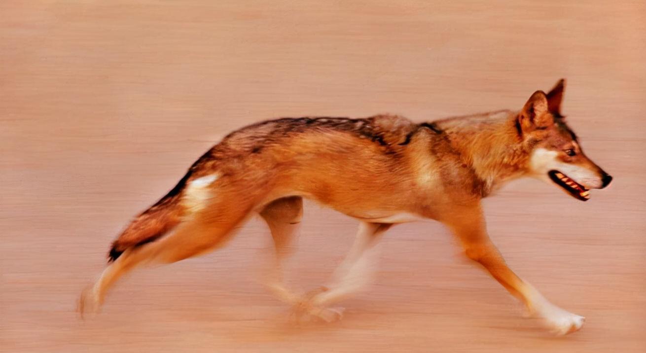 骆驼王者荣耀,骆驼是沙漠中的霸主