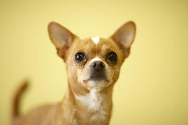 吉娃娃舌头一直露在外面怎么办,吉娃娃舌头总伸出来是怎么回事