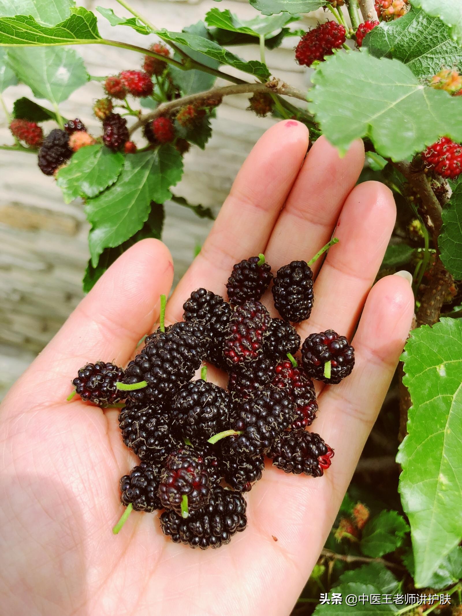 脱发与五脏的关系,引起脱发的四个习惯