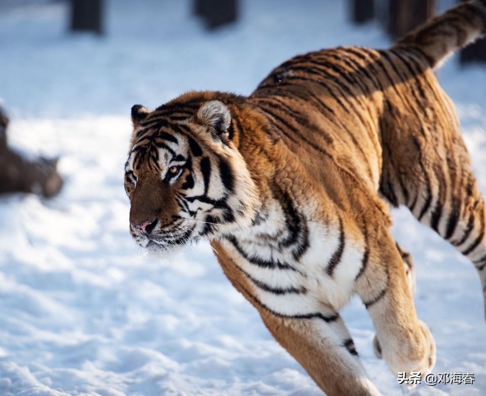 虎年是哪一年开始的,虎年的来历和习俗