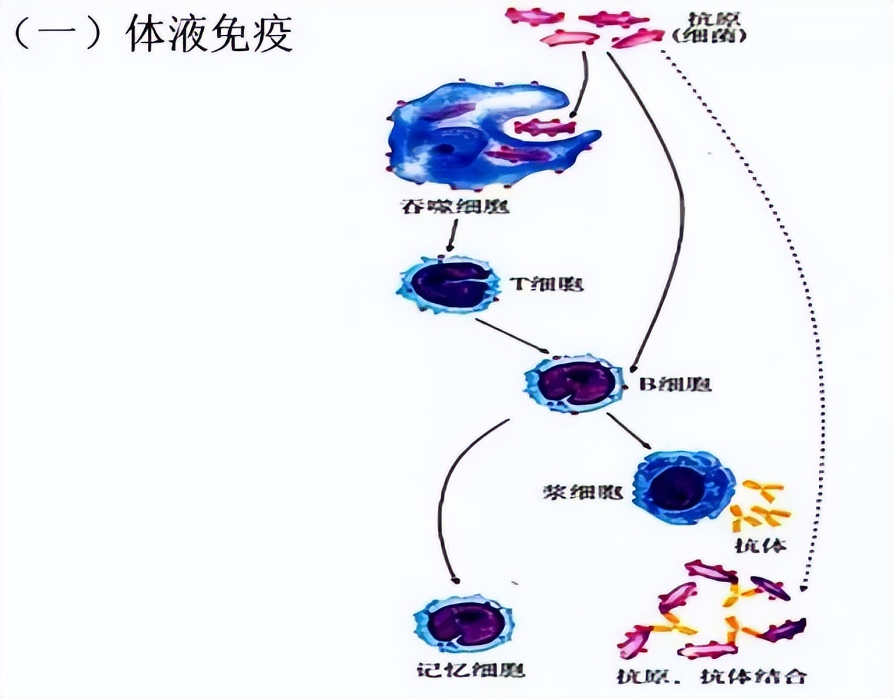 高中生物细胞免疫全知识点视频,生物高中知识点免疫调节