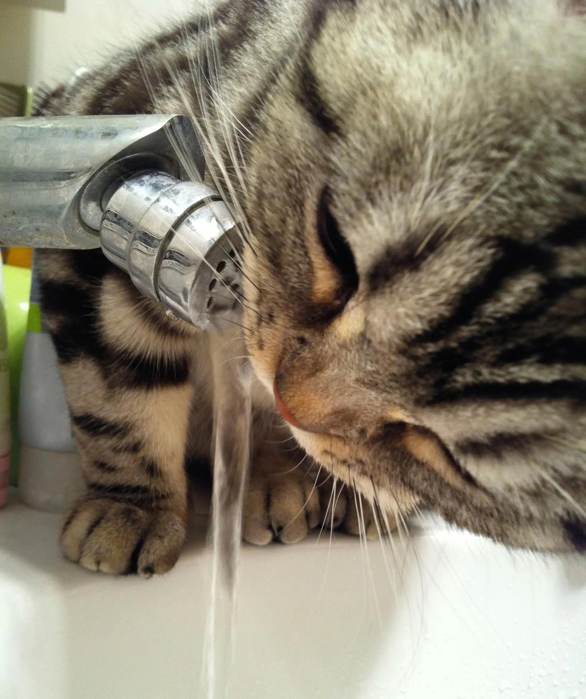 猫咪为什么爱喝铲屎官的水,猫喝流水