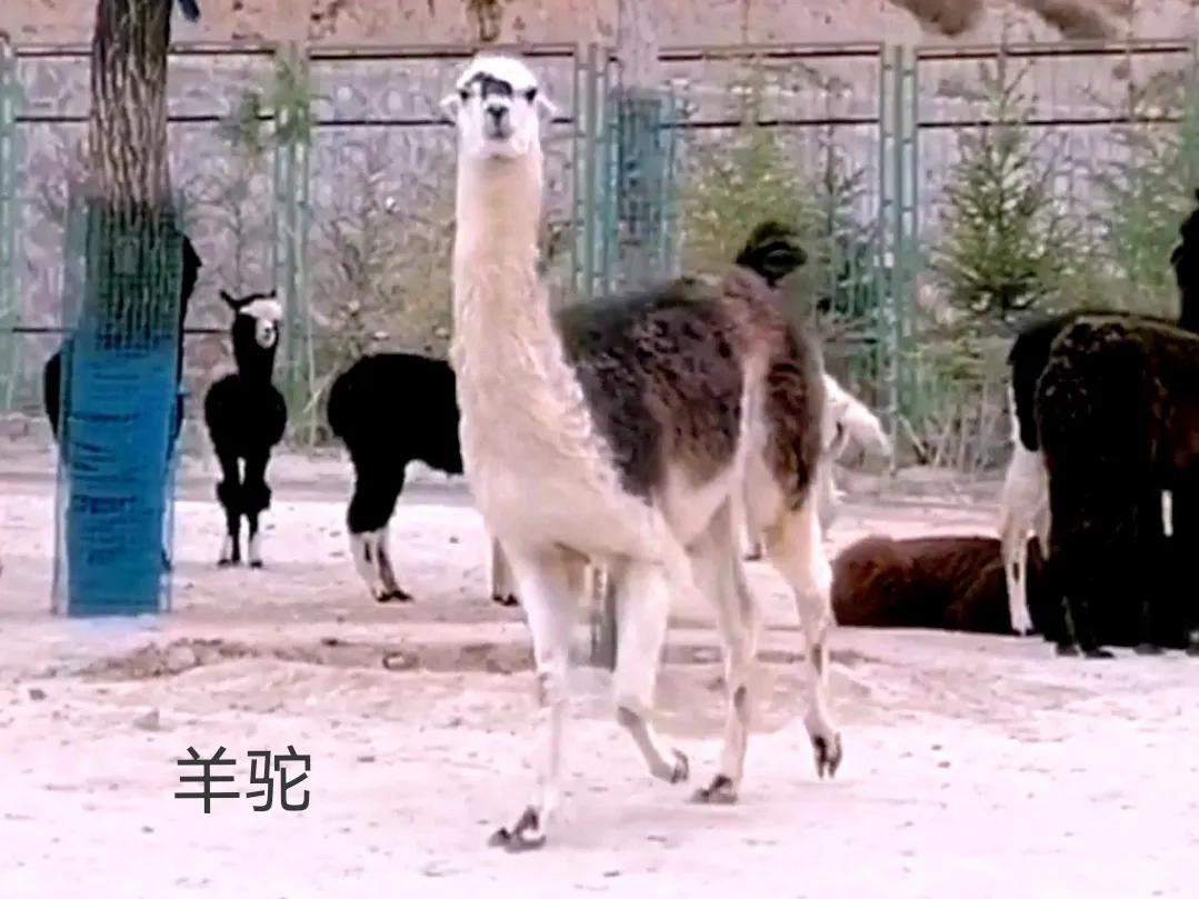 动物自拍超清图片大全,动物自拍的照片图片