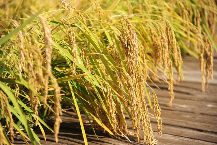 种业粮食板块为啥一直跌,粮食涨价利好种业