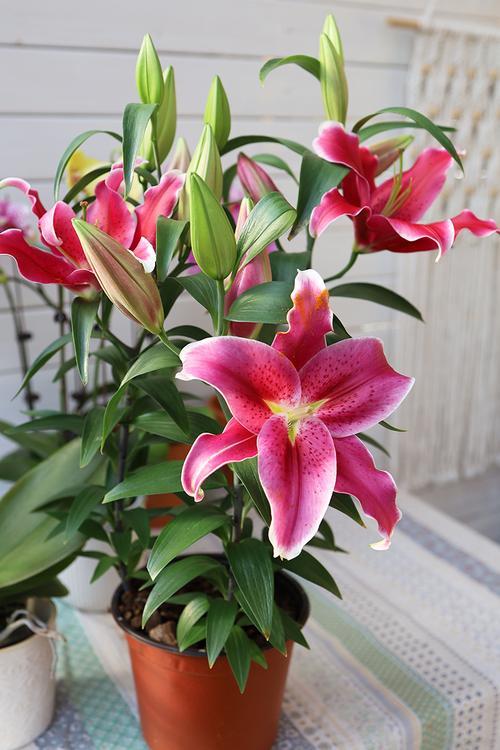 重瓣香水百合的种植时间和方法,香水百合的种植方法和注意事项