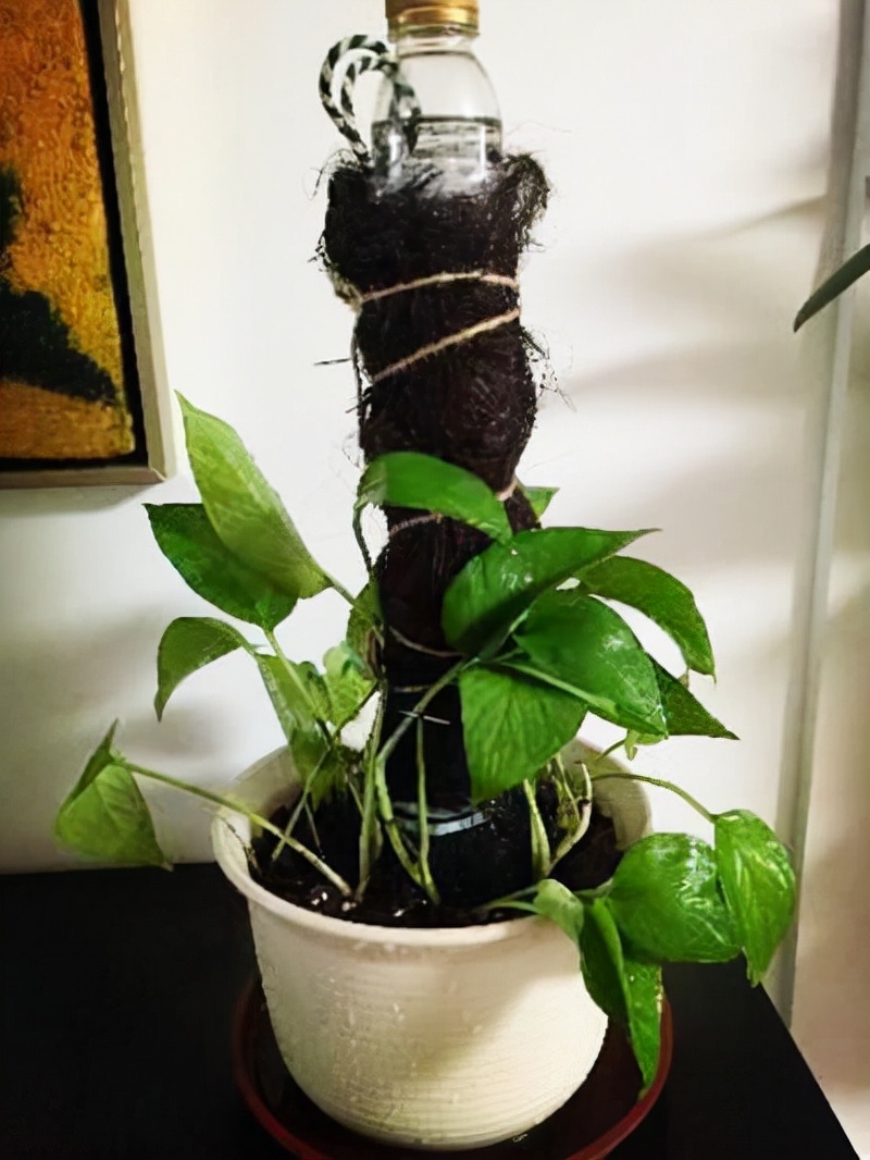 盆栽绿萝如何做绿萝柱,自制绿萝柱生长过程