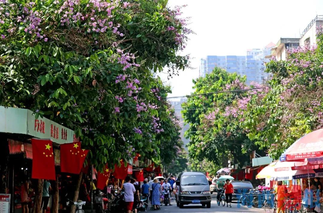 大花紫薇枝叶,紫薇大花的照片