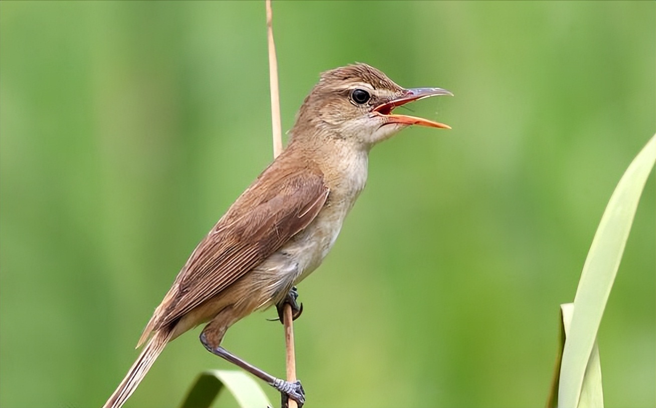50张最佳鸟类摄影作品,鸟儿大全大图