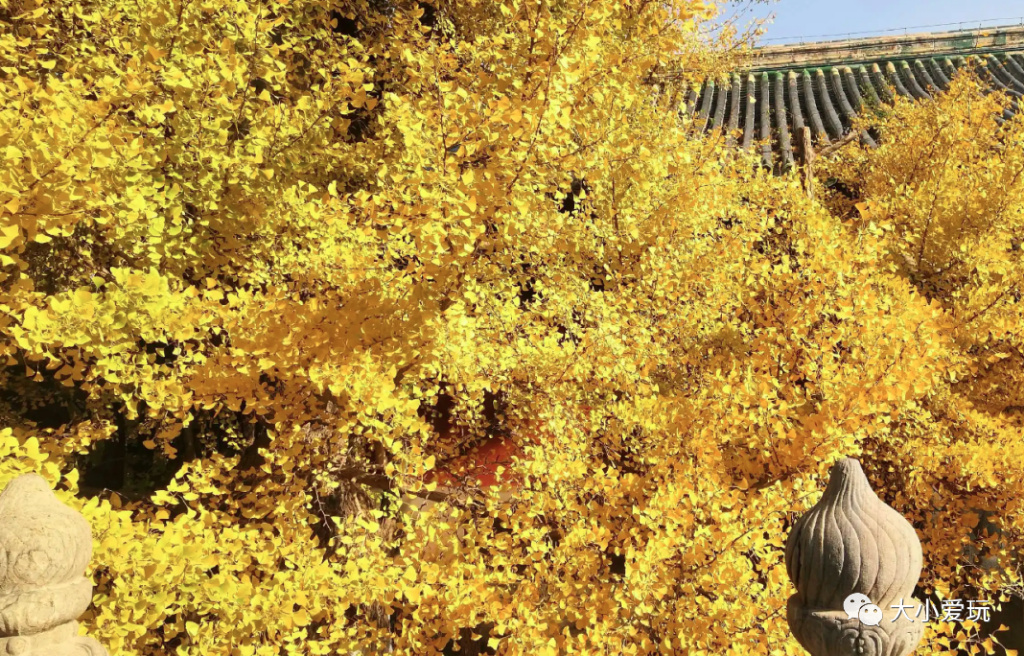 银杏最美的地方,金秋十月最美的银杏