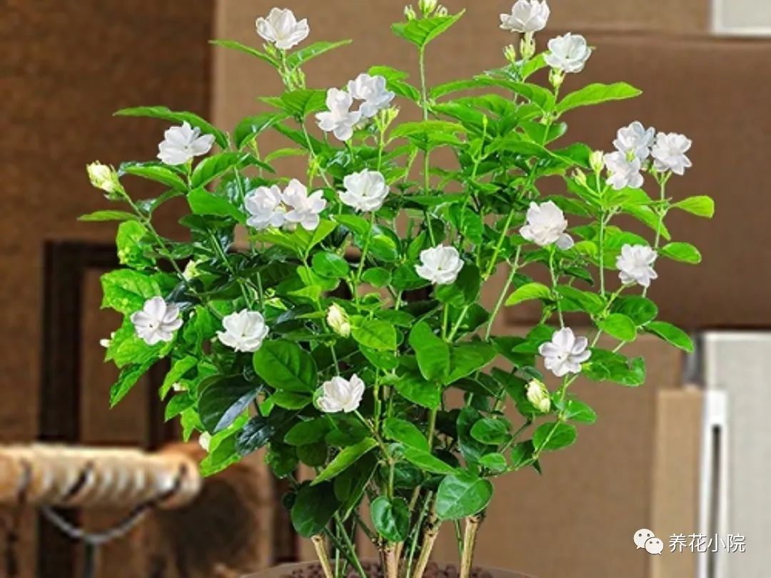 一年四季在客厅都好养的花,一年四季适合室内养又便宜的花