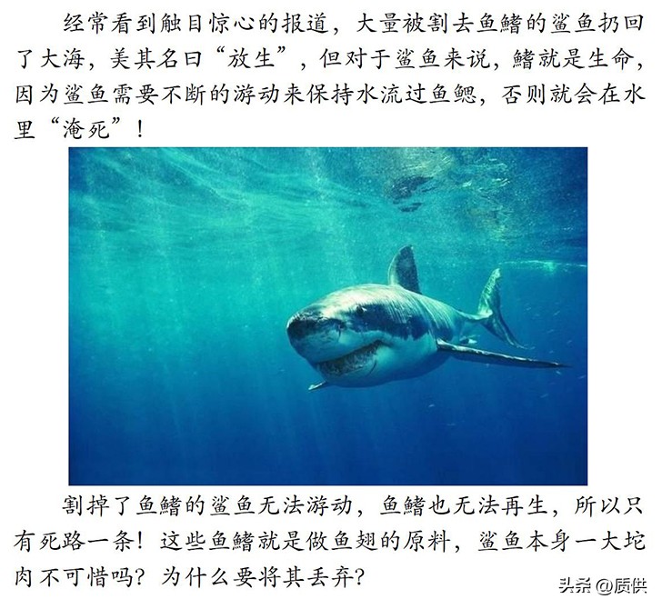 人类为什么只吃鲨鱼,为什么人类只吃鱼翅