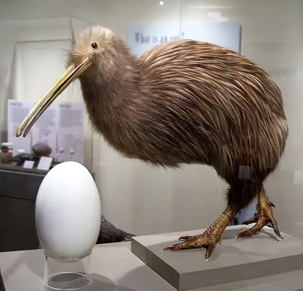 鸟翅膀退化,鸟退化了翅膀