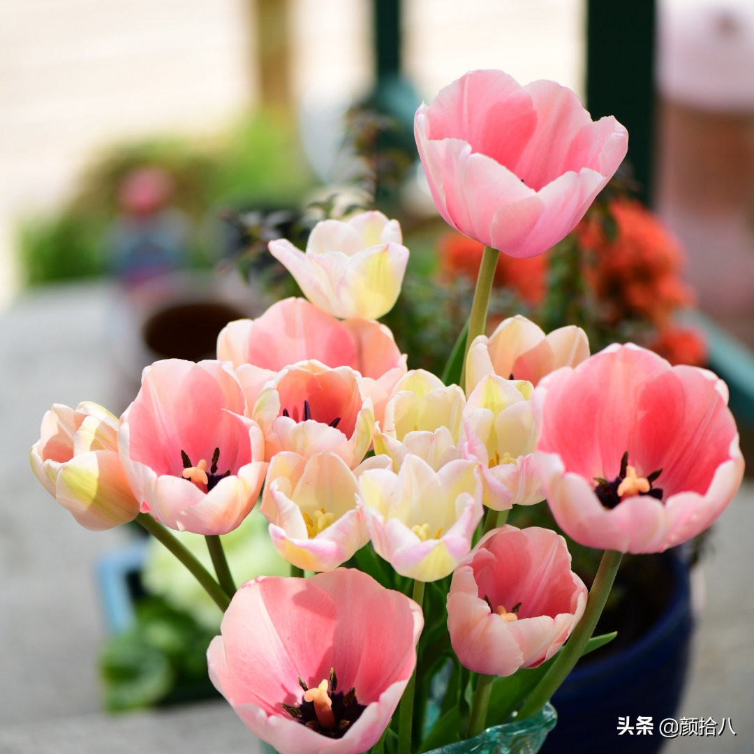 倏然而至的郁金香花季，第一波|园丁