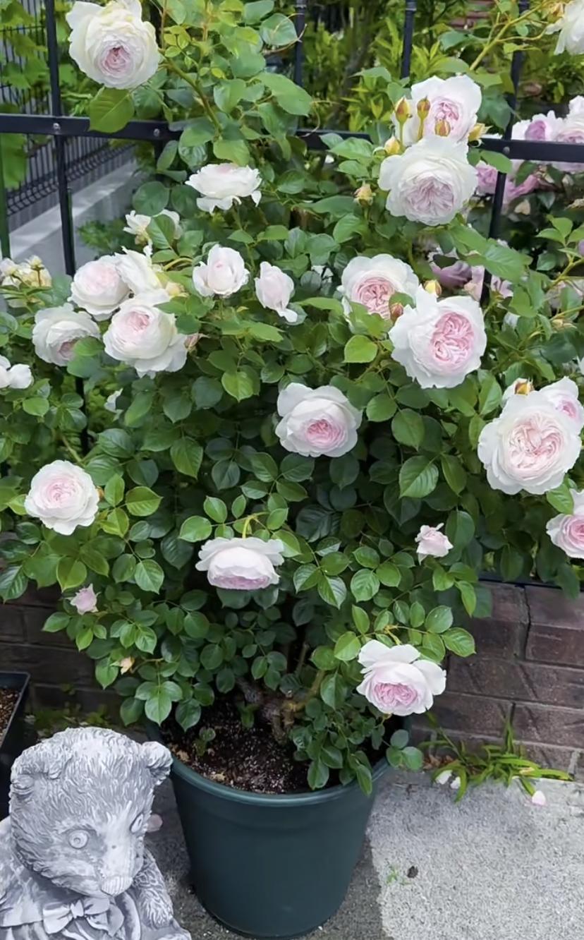 又香刺又多的月季,无刺又带香味的月季