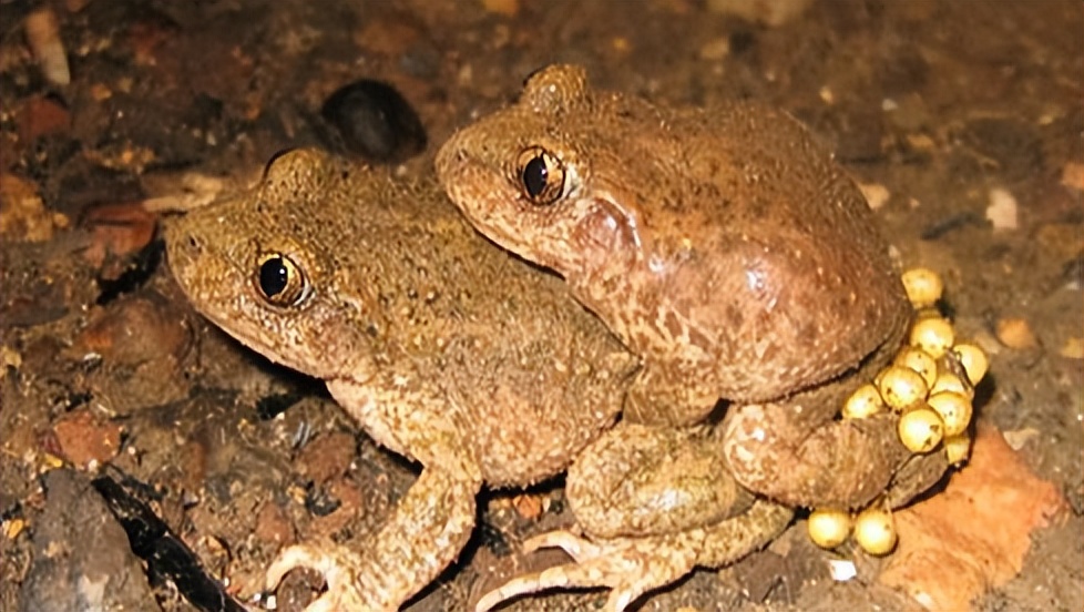 养殖中华大蟾蜍需要什么手续,蟾蜍的人工养殖成功了吗