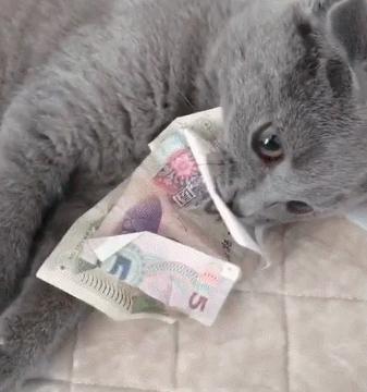 为什么弃养蓝猫的那么多,英短蓝猫频繁被弃养的原因