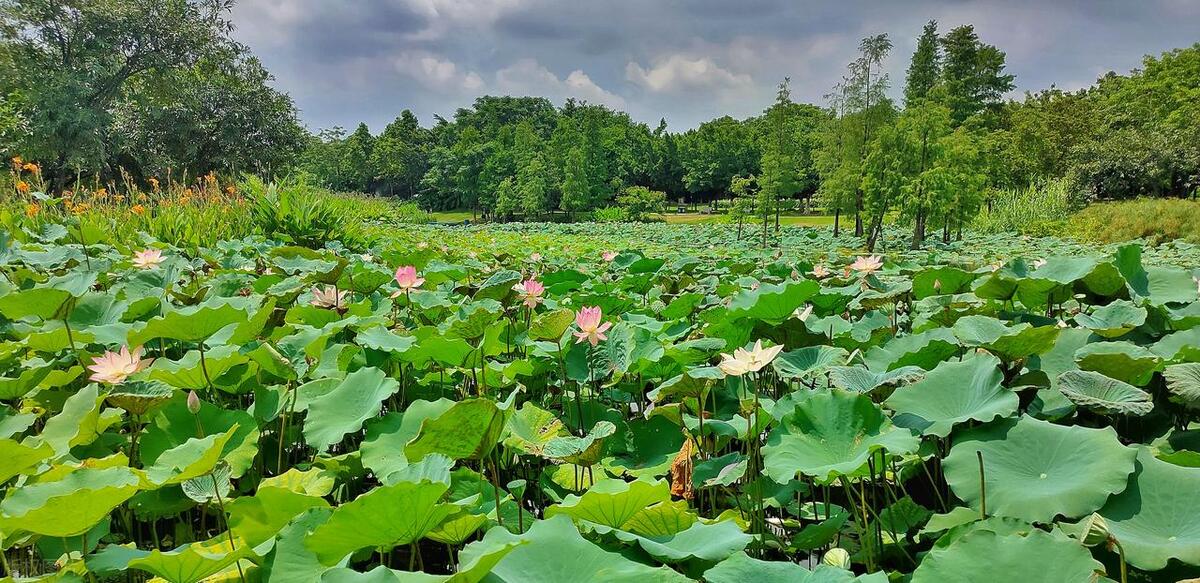 广州最美的公园是哪个公园,广州风景最美的十大公园